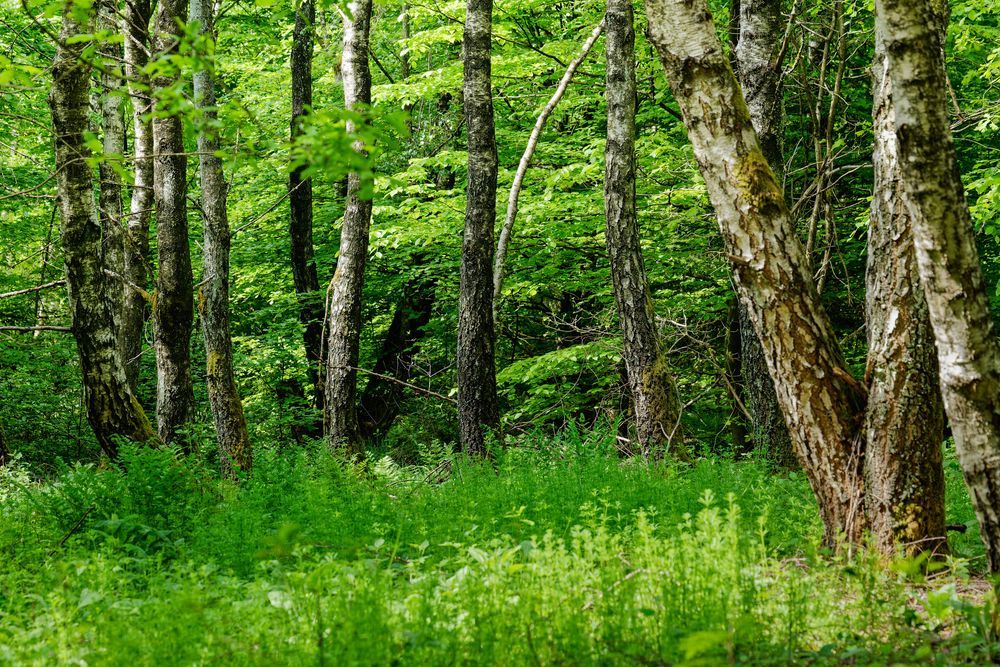 Impressionen im Birkenwald