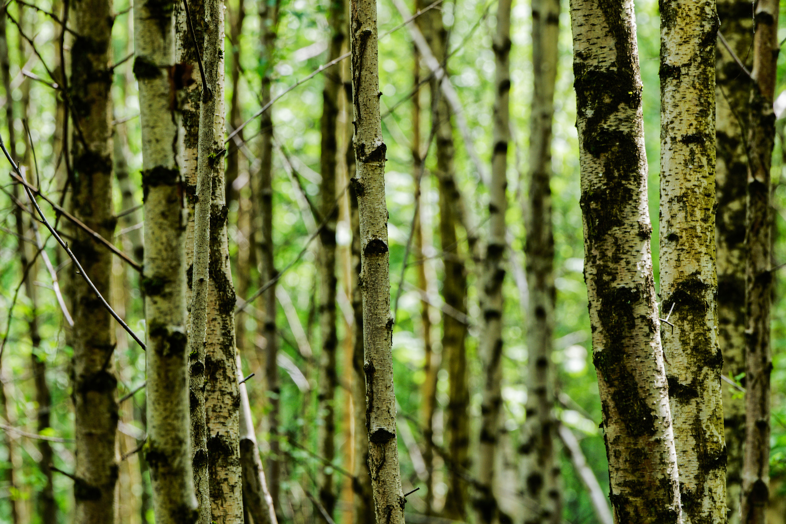 Impressionen im Birkenwald