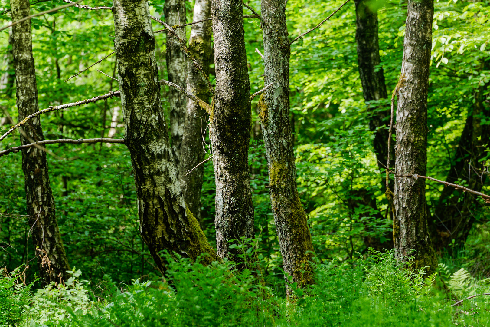 Impressionen im Birkenwald (2)