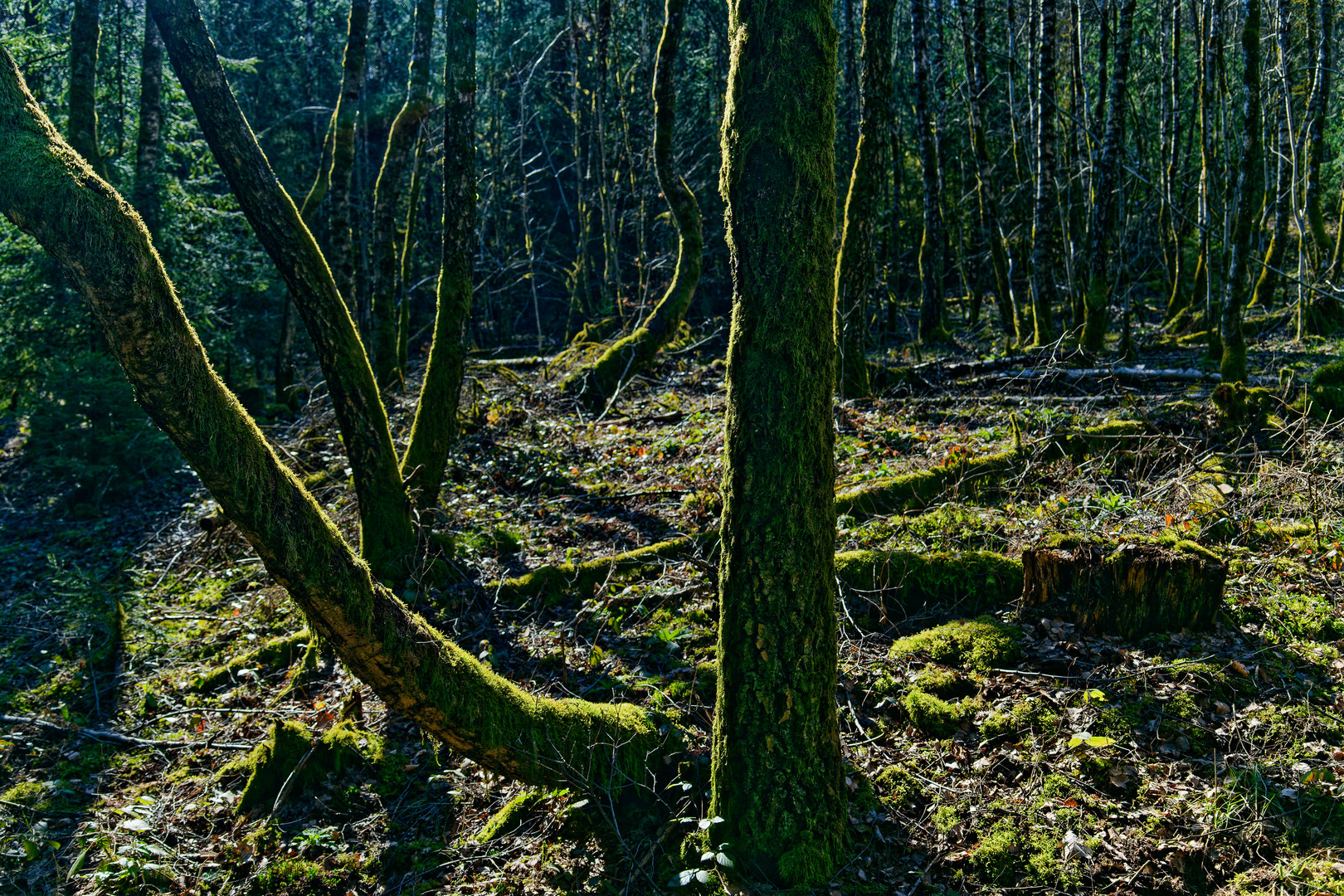 Impressionen im Birkenwald