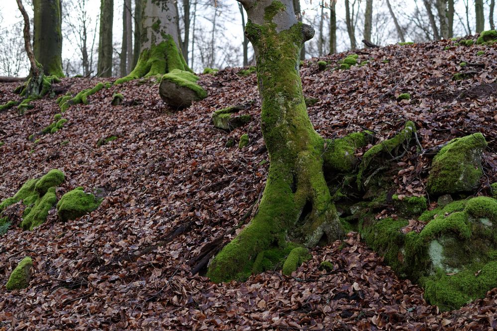 Impressionen im Buchenwald  (2)