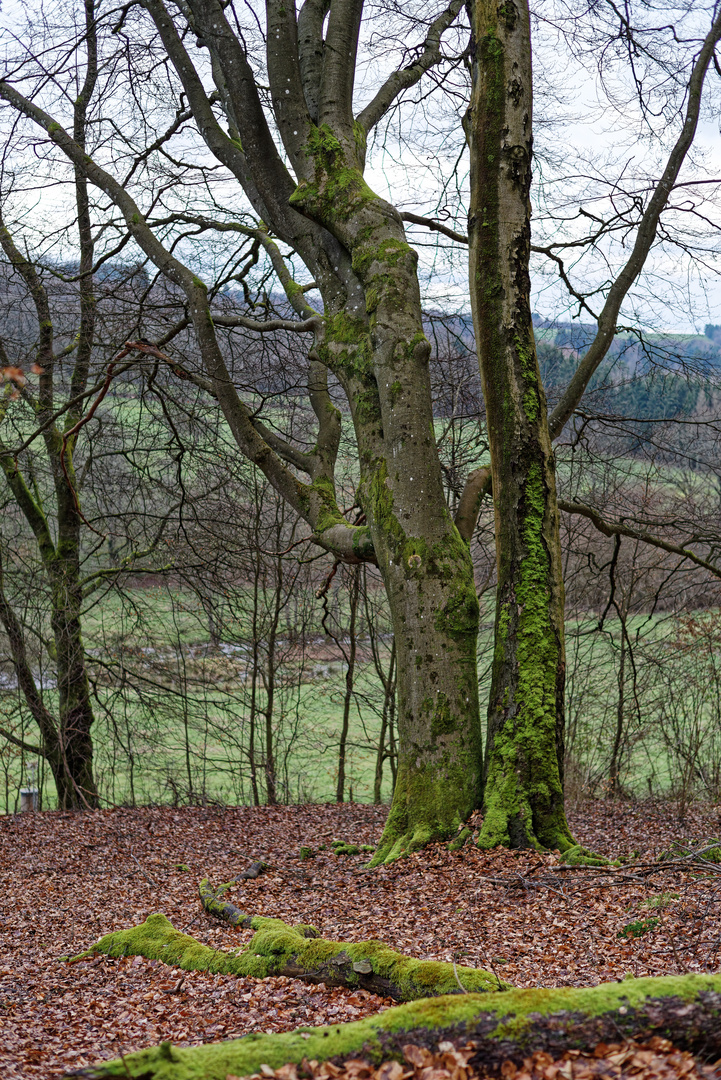 Impressionen im Buchenwald