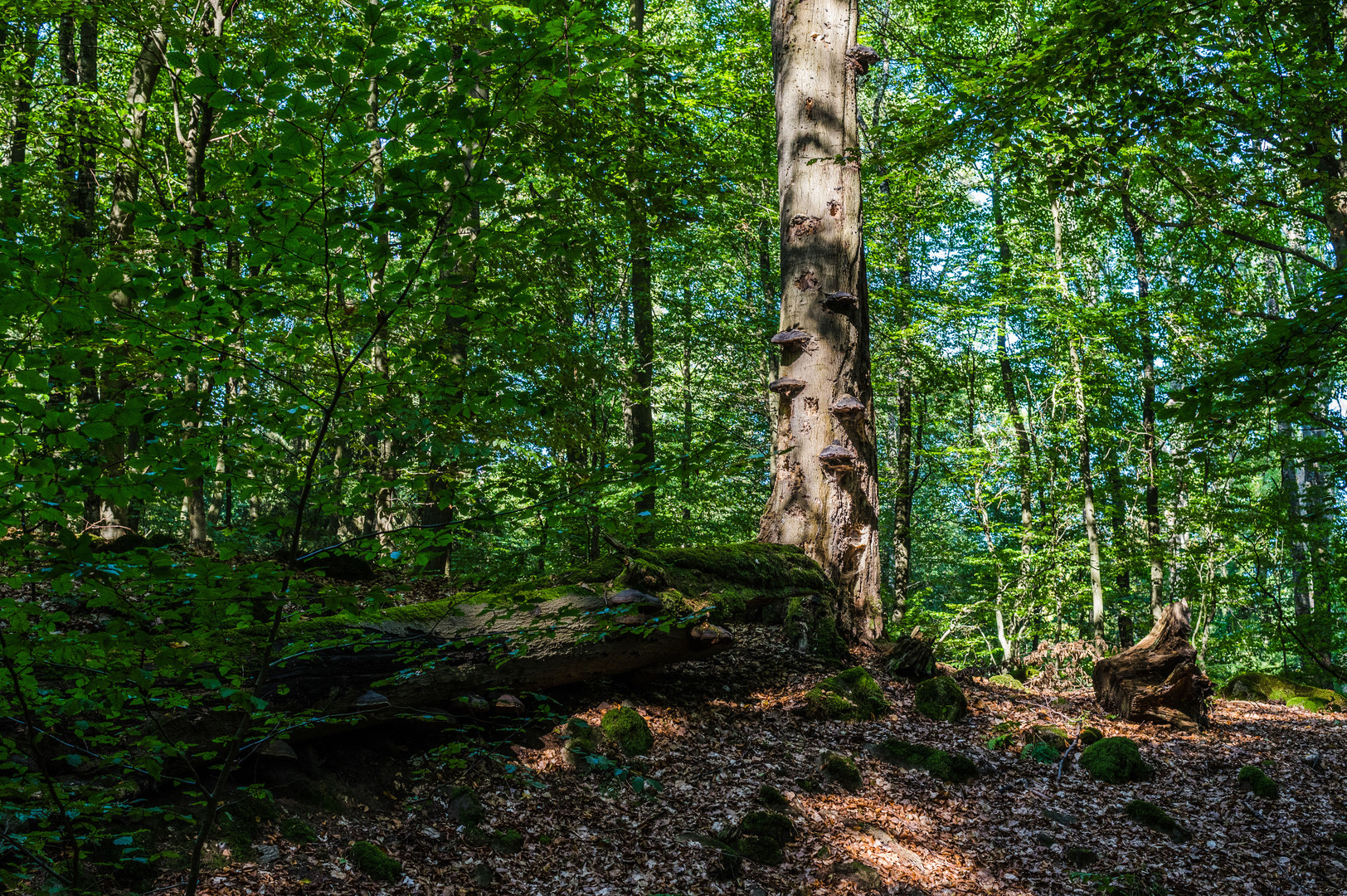 Impressionen im Buchenwald