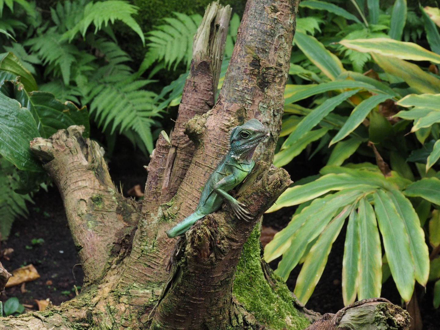 Impressionen im Frankfurter Palmengarten