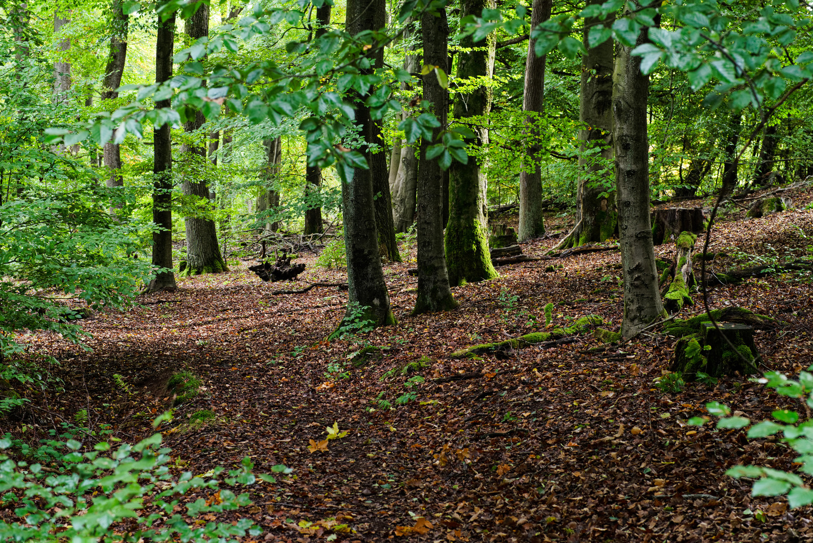 Impressionen im frühherbstlichen Laubwald