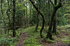 Impressionen im frühherbstlichen Wald