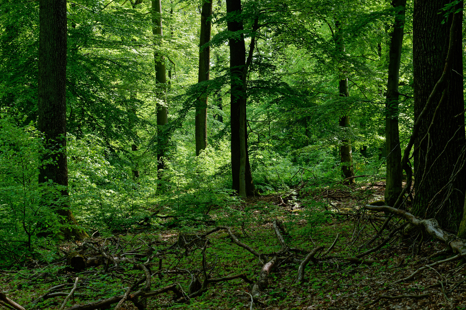 Impressionen im Frühlingswald