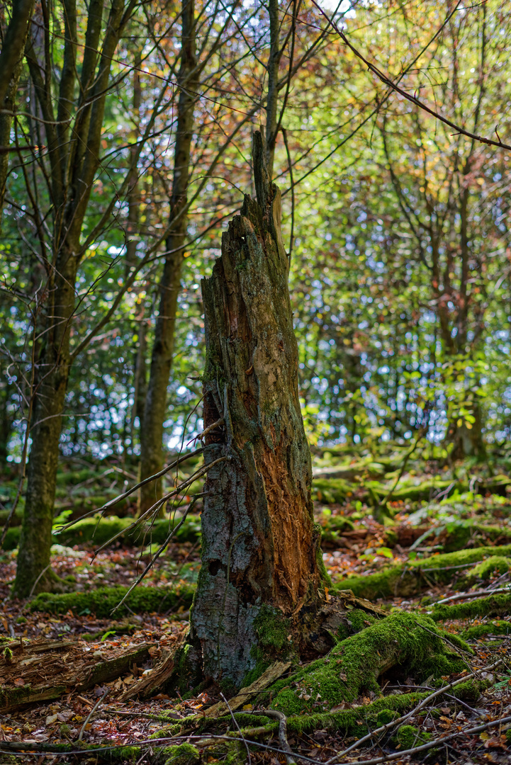 Impressionen im Herbstwald