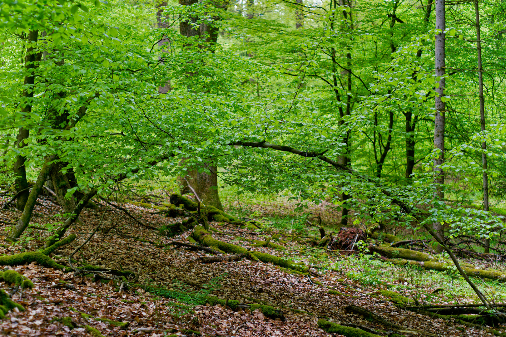 Impressionen im Laubwald