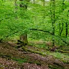 Impressionen im Laubwald