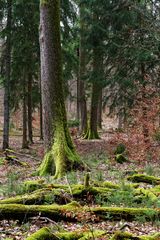 Impressionen im MIschwald