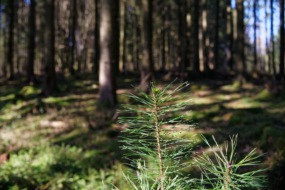 Impressionen im Nadelwald