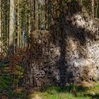 Impressionen im Nationalpark Hunsrück-Hochwald (10)