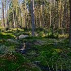 Impressionen im Nationalpark Hunsrück-Hochwald (11)