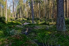 Impressionen im Nationalpark Hunsrück-Hochwald (11)