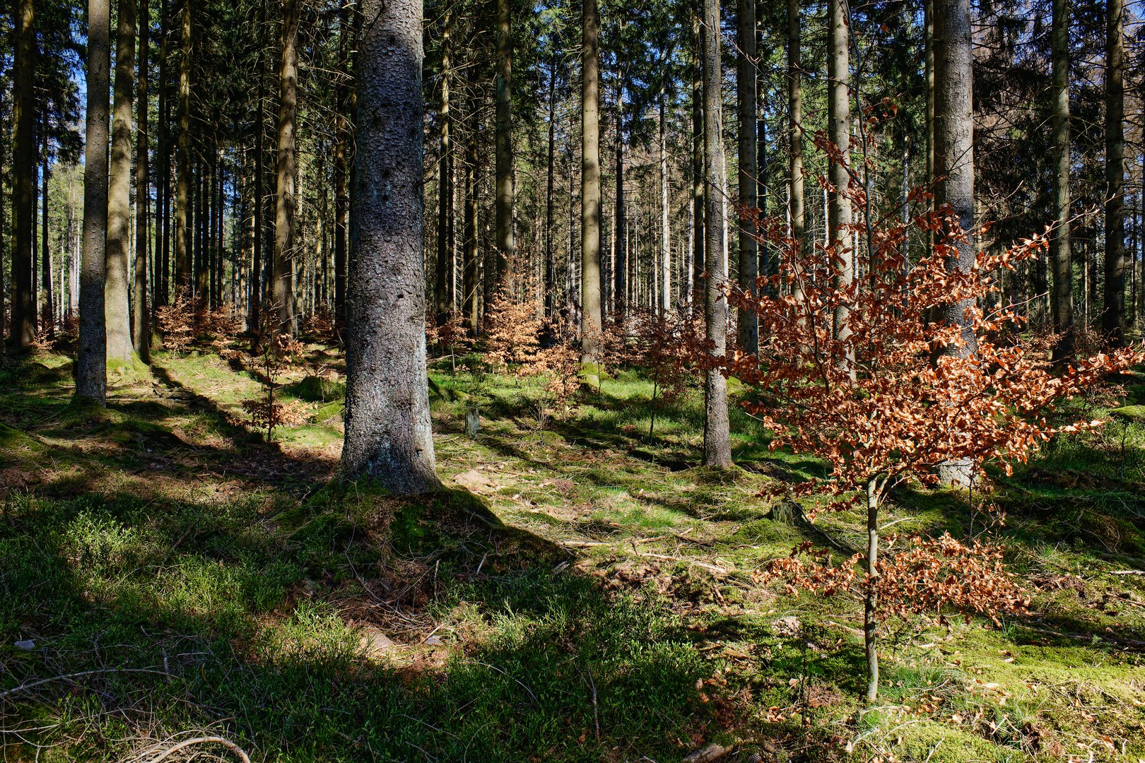 Impressionen im Nationalpark Hunsrück-Hochwald (12)