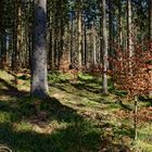 Impressionen im Nationalpark Hunsrück-Hochwald (12)