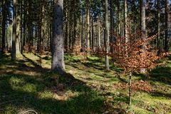 Impressionen im Nationalpark Hunsrück-Hochwald (12)