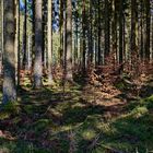 Impressionen im Nationalpark Hunsrück-Hochwald (13)