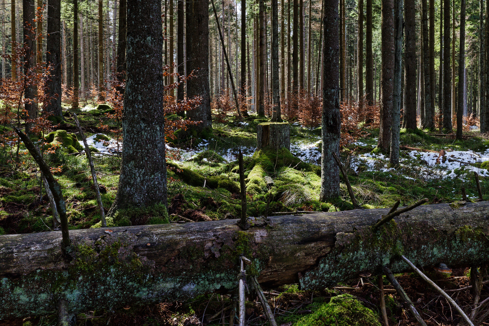 Impressionen im Nationalpark Hunsrück-Hochwald (2)