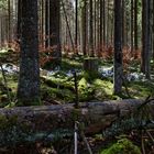 Impressionen im Nationalpark Hunsrück-Hochwald (2)