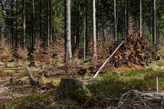 Impressionen im Nationalpark Hunsrück-Hochwald (3)