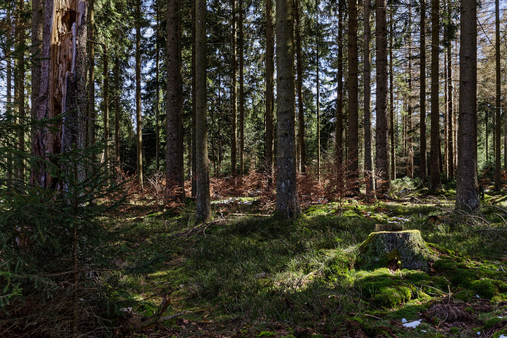 Impressionen im Nationalpark Hunsrück-Hochwald (4)