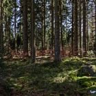 Impressionen im Nationalpark Hunsrück-Hochwald (4)