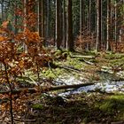 Impressionen im Nationalpark Hunsrück-Hochwald (5) 