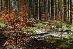 Impressionen im Nationalpark Hunsrück-Hochwald (5) 