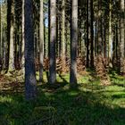 Impressionen im Nationalpark Hunsrück-Hochwald (6) 