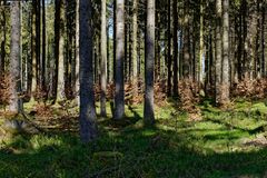 Impressionen im Nationalpark Hunsrück-Hochwald (6) 