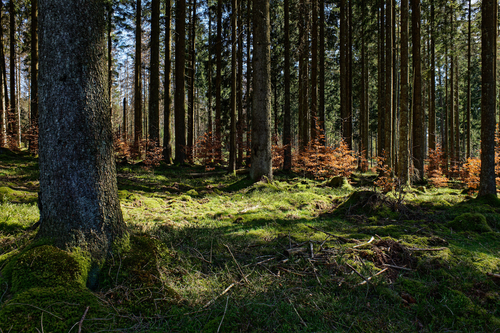 Impressionen im Nationalpark Hunsrück-Hochwald (7) 