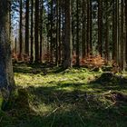 Impressionen im Nationalpark Hunsrück-Hochwald (7) 