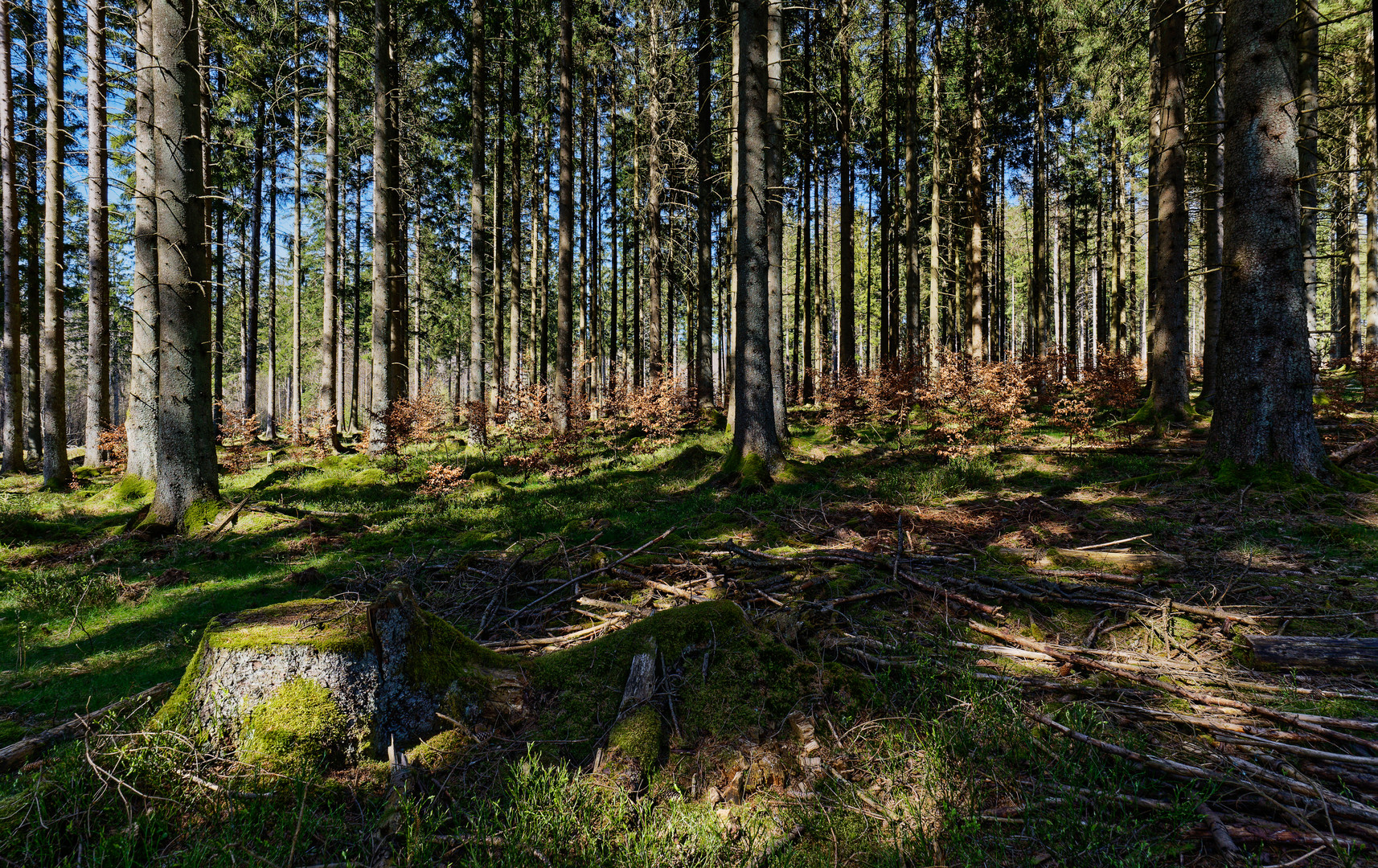 Impressionen im Nationalpark Hunsrück-Hochwald (8) 