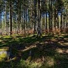 Impressionen im Nationalpark Hunsrück-Hochwald (8) 