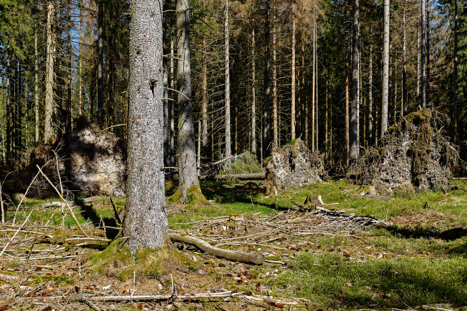 Impressionen im Nationalpark Hunsrück-Hochwald (9)