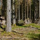 Impressionen im Nationalpark Hunsrück-Hochwald (9)