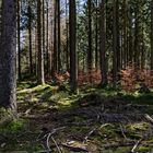 Impressionen im Nationalpark Hunsrück-Hochwald