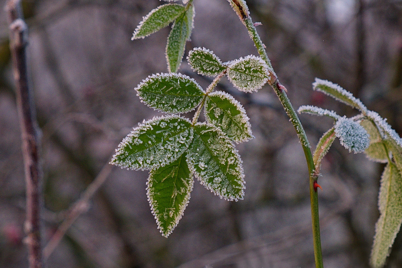 Impressionen im Raureif (4)