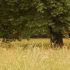 Impressionen im Rosensteinpark 1 die Schönheit der Bäume und des hohen Grases