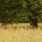 Impressionen im Rosensteinpark 1 die Schönheit der Bäume und des hohen Grases