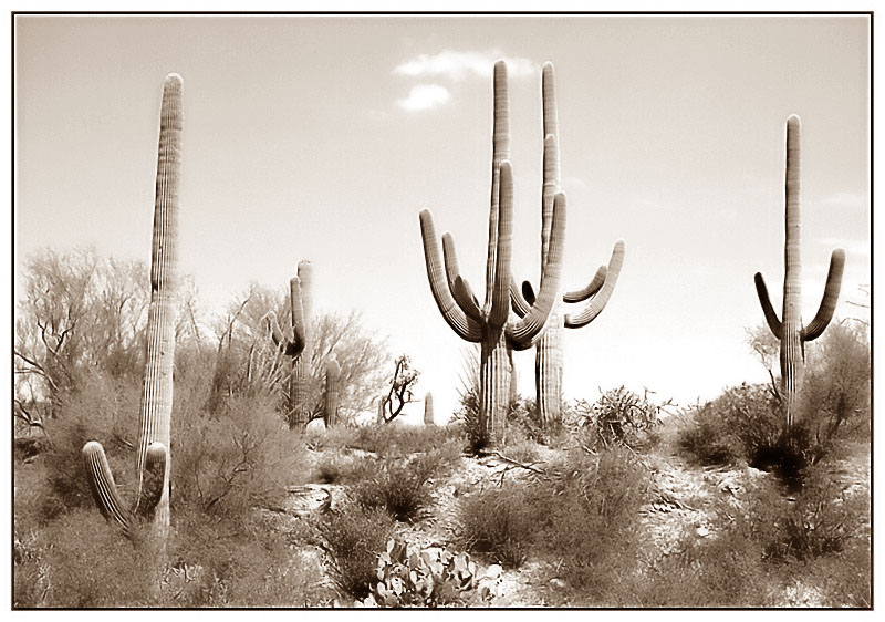 Impressionen im Saguaro National Monument - Arizona, USA