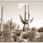Impressionen im Saguaro National Monument - Arizona, USA