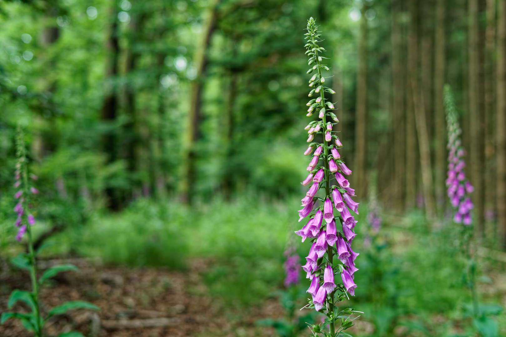 Impressionen im Sommerwald  (2)