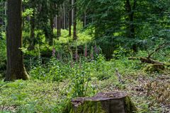 Impressionen im Sommerwald  (3)