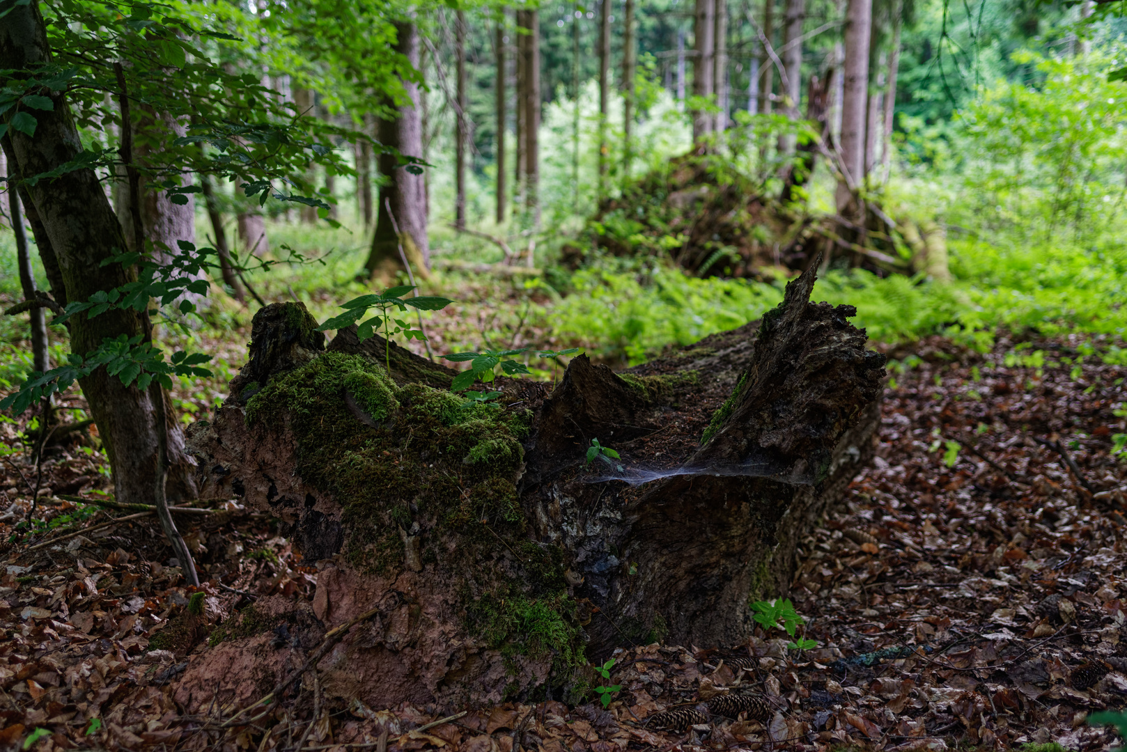 Impressionen im Sommerwald (4)