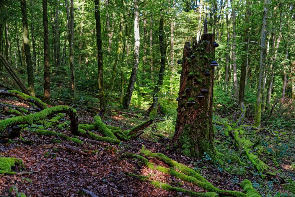 Impressionen im Sommerwald