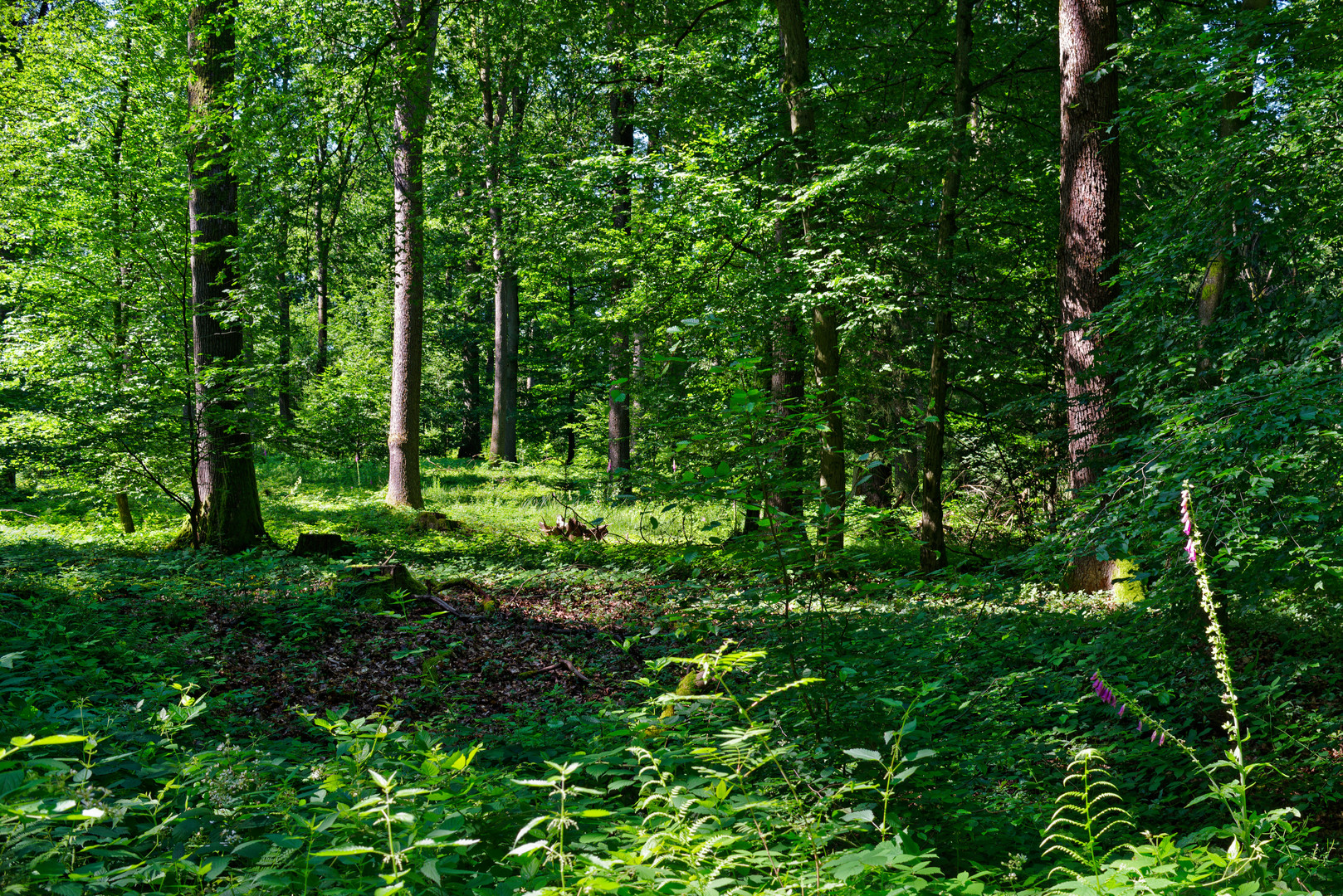 Impressionen im Sommerwald