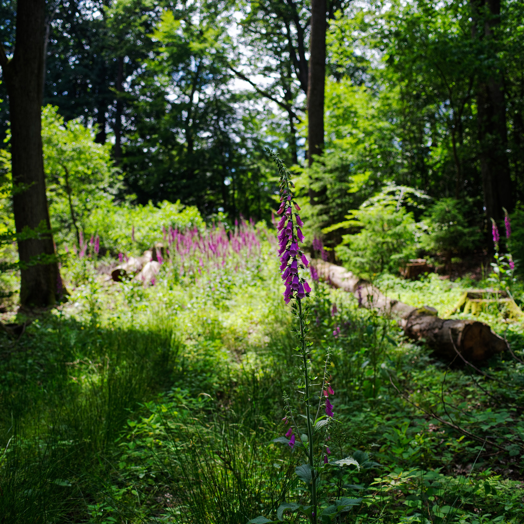 Impressionen im Sommerwald